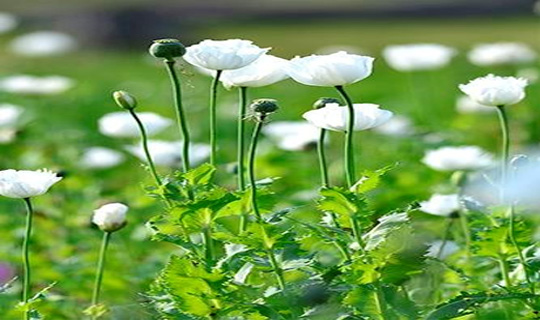 আট একর জমিতে বিস্তৃত আফিম চাষ ধ্বংস করা হয়েছে লংডিংয়ে