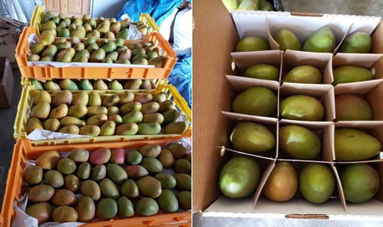 ভারত থেকে  পাঠানো  আম  বাতিল  করল  আমেরিকা