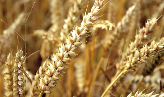 ২০২৬-২৭ রবি মৌসুম থেকে গম ও ধান সংগ্রহের কমিশন হার সংশোধন করল সরকার