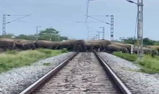 হাতির পালের নিরাপদ পারাপারের জন্য আসামে থামানো হলো রাজধানী এক্সপ্রেস	