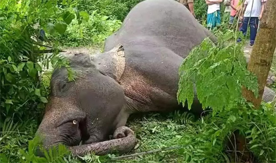 আসামের  বাকসা জেলায় বিদ্যুৎস্পৃষ্ট হয়ে  মৃত্যু  হাতির