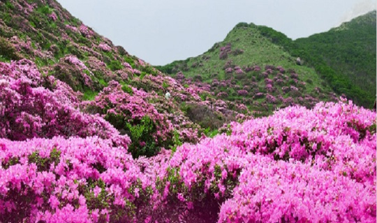 অরুণাচল প্রদেশ তাওয়াঙে আয়োজিত হতে চলেছে ‘উ-দং মেনতোহ’ উৎসব