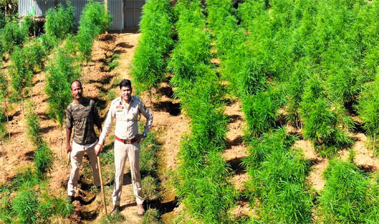 মাদক পাচারকারীদের অবৈধভাবে গজিয়ে ওঠ