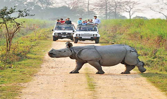 কাজিরাঙ্গায় পর্যটকদের সমাগম সর্বোচ্চ