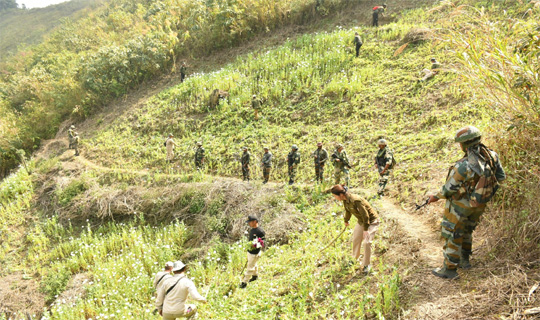 কাংপোকপিতে ৫৬ একর অবৈধ পপি চাষ ধ্বংস করেছে নিরাপত্তা বাহিনী