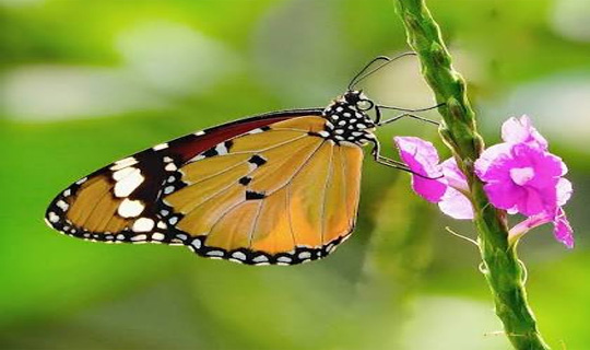 অরুণাচলের ওয়ালোঙে ৮৫ প্রজাতির প্রজাপতির নথিবদ্ধকরণ	