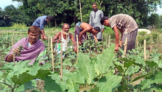 ফেনীতে রাসায়নিক সারমুক্ত বেগুন চাষ