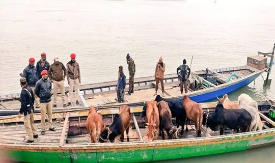 ধুবড়িতে ছোট নৌকা থেকে ২০টি গবাদি পশু উদ্ধার, গ্রেপ্তার ৩